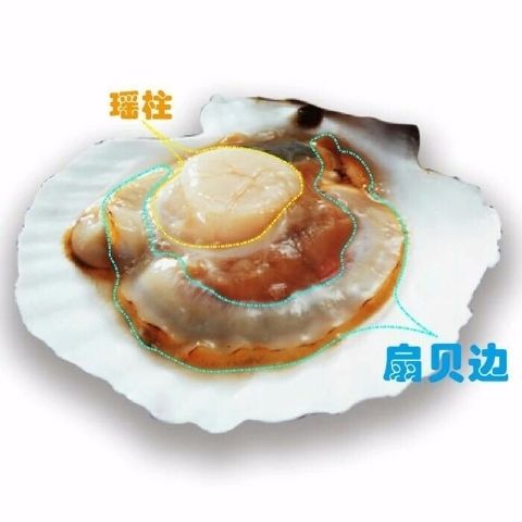 品鑒海洋鮮萃 野生元貝干貝的選購(gòu)與試吃體驗(yàn)